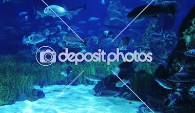 Bir sürü kamera önünde Yüzme Okyanus balık