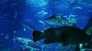 Okyanustaki balıklar tarafından çevrili büyük bir köpekbalığı. Oceanarium Barcelona, İspanya