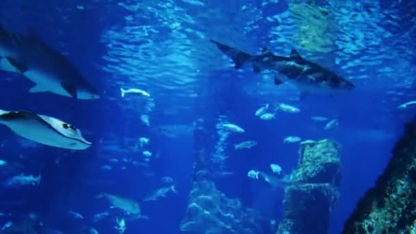 Gran tiburón blanco y rayas nadan rodeados por una multitud de peces — Vídeo de stock