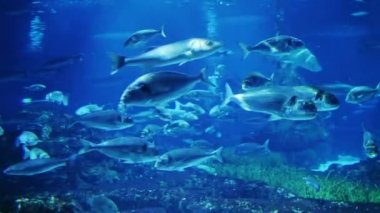 Çok büyük okyanus akvaryum balık