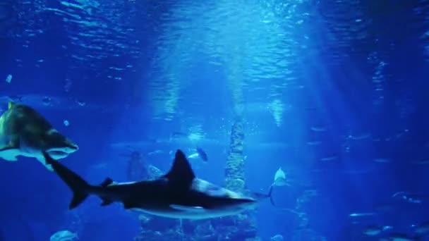 Tiburón gigante nadando en los rayos de luz rodeado de pequeños peces — Vídeo de stock