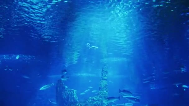 Paprsky slunce osvětluje ryby ve velkém akváriu — Stock video