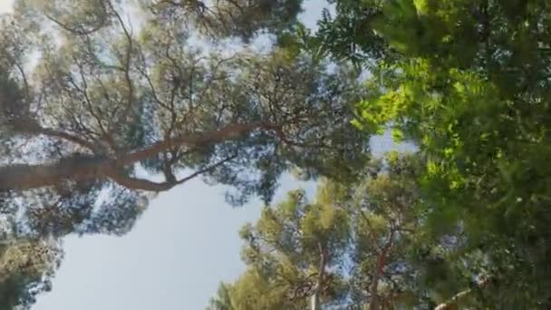 Pov video of trees in the park lampposts - steadicam shot — Stock Video