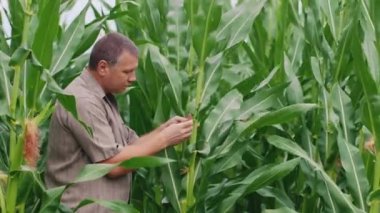 Mısır alanında çalışan orta yaşlı çiftçi. Lahanası öğrenme