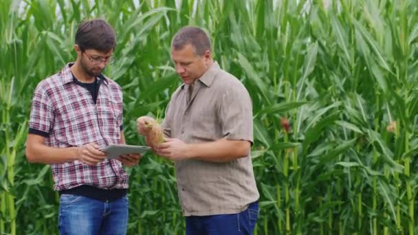 二人の農民は、トウモロコシ畑の近くで作業します。トウモロコシの耳を勉強して、タブレットをぜひご検討ください。 — ストック動画