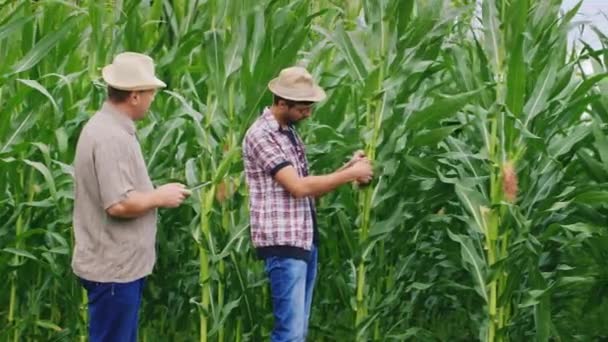 Two farmers working in the field of corn. Learn the state of plants, using a tablet — Stock Video