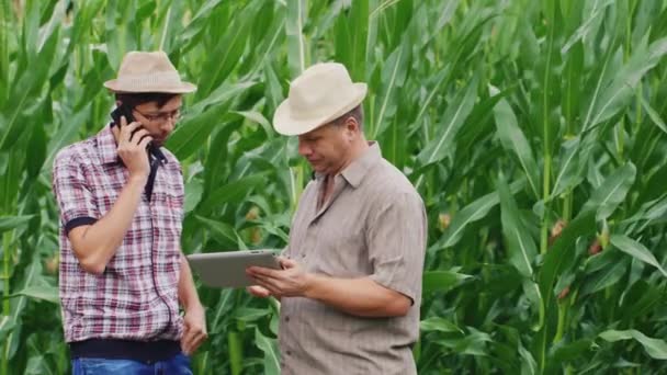 Zwei Bauern bei der Arbeit auf einem Maisfeld. Der eine telefoniert, der zweite nutzt ein Tablet — Stockvideo