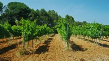 Atış Steadicam: satır Vines büyümek İspanya sıcak güneşin altında