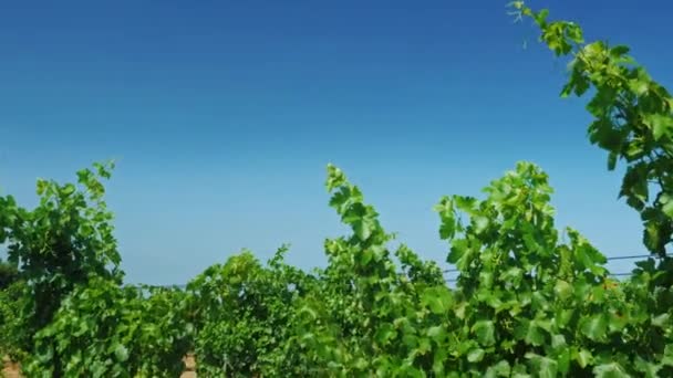 Crane shot: Viñedo en un día soleado - al fondo las colinas con la ciudad mediterránea — Vídeo de stock