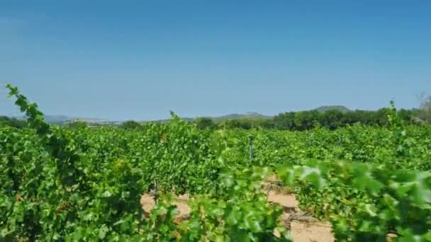 Steadicam shot: Gran viñedo en un soleado día de verano. En el fondo, las colinas con el pueblo mediterráneo — Vídeo de stock