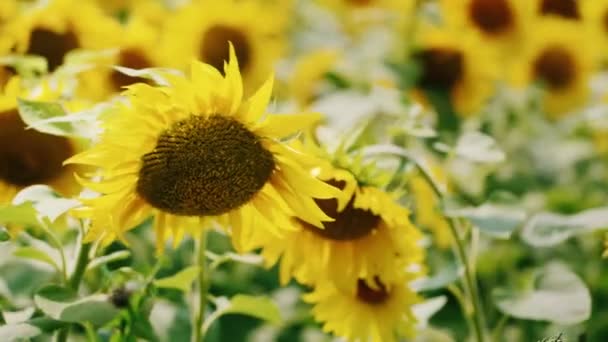 Girasol balanceándose en el viento — Vídeos de Stock