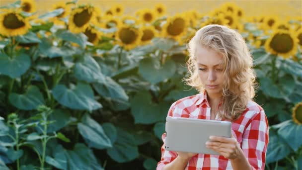 Mujer agricultora en camisa a cuadros disfruta de la tableta. Sobre el telón de fondo de un campo de girasoles — Vídeo de stock
