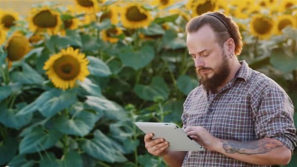 Fermier barbu attrayant travaillant avec la tablette. Sur fond de champ de tournesols — Video