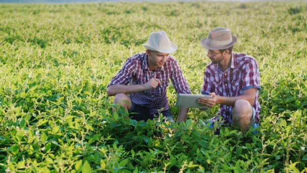 Two young farmer studying pea sprouts on the field, use the tablet — Stock Video