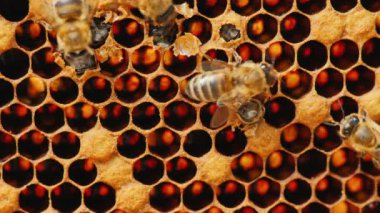 Doğum yeni bir arı diğer arılar hücreden dışarı çıkmasına yardımcı