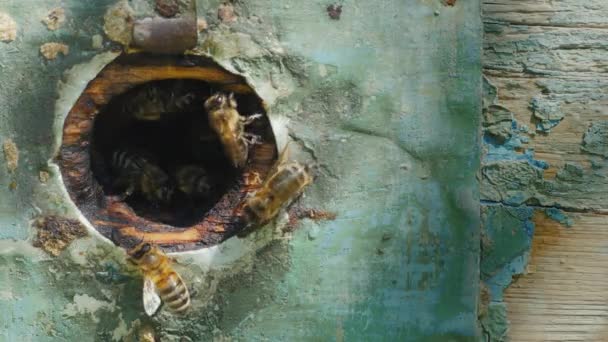 Rund um den Eingang zum Bienenkorb fliegen die Bienen ein und aus — Stockvideo