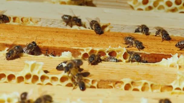 Las abejas trabajan en el marco con la miel vista superior — Vídeos de Stock