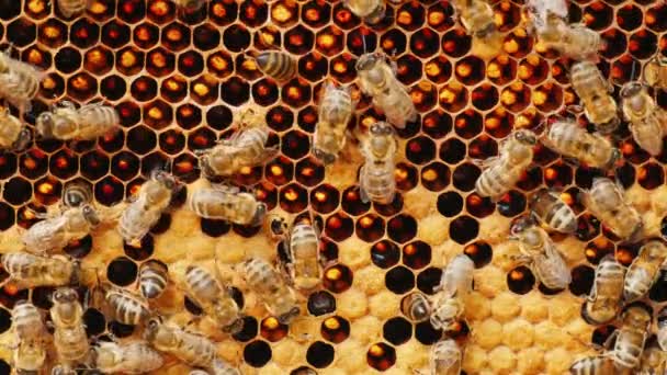 Пчелы работают на сотах с медом, некоторые клетки уже закрыты — стоковое видео