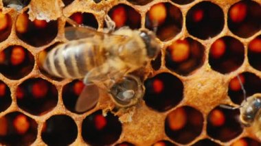 Yeni bir hayat - ortaya çıkması bir genç arı o büyüdüğü hücre dışında uçar. İkinci olarak, arı yardımcı olur
