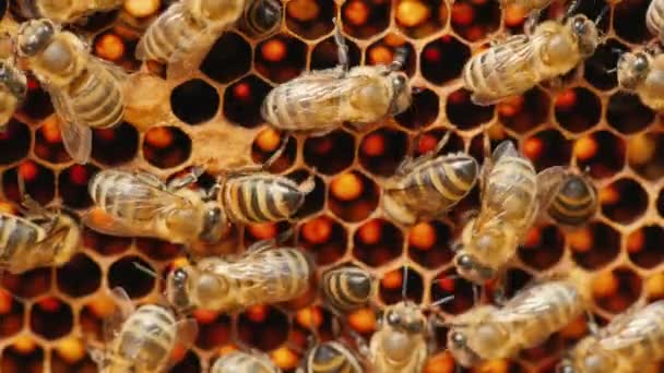 Primer plano de las abejas: que trabajan en celdas con miel — Vídeos de Stock