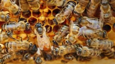 Arılar tarafından çevrili Kraliçe Arı: Bu destek ve yem