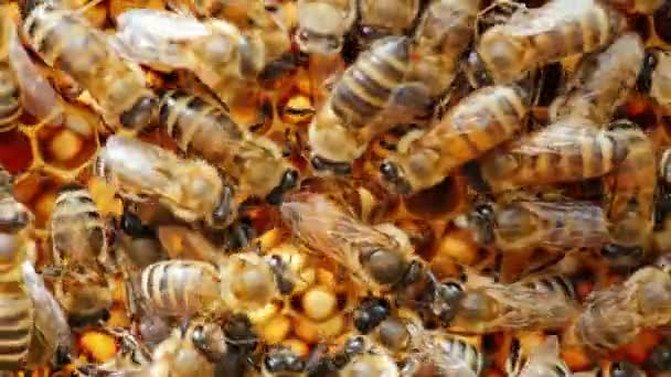 Uma grande abelha rainha põe ovos na cela. É cercado por outras abelhas e alimentá-lo — Vídeo de Stock