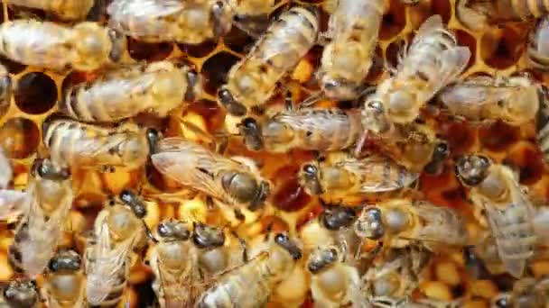 Abeja reina miel abeja pone huevos en la colmena — Vídeos de Stock