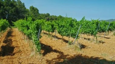 Atış Steadicam: bir bağ büyüyen üzüm. Yaz güneşli gün