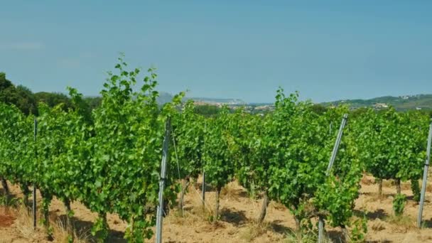 Steadicam shot: Viñedo en un día soleado - en el fondo las colinas con la ciudad mediterránea — Vídeos de Stock