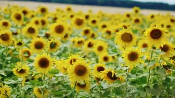Gebied van zonnebloemen op een zonnige dag. Zonnebloemen zwaaiend in de wind — Stockvideo