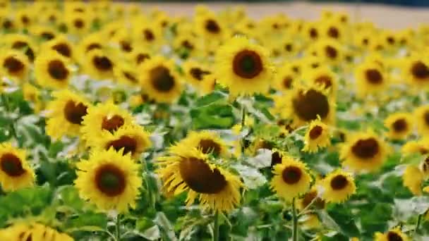 Leuchtend gelbe Sonnenblumen wiegen sich im Wind — Stockvideo