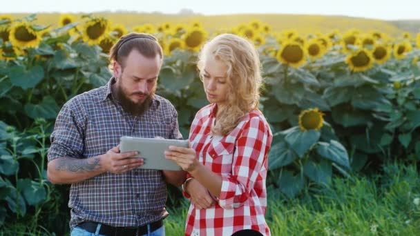 Ein Bauer und eine Frau haben etwa ein Sonnenblumenfeld. nutzt Tablet — Stockvideo