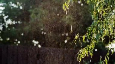 Sıcak yaz yağmur ve güneş avluda. Islak söğüt yaprakları