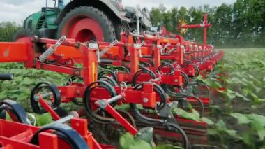 Atış Steadicam: traktör çıkar ayçiçeği lahanası. Organik Tarım