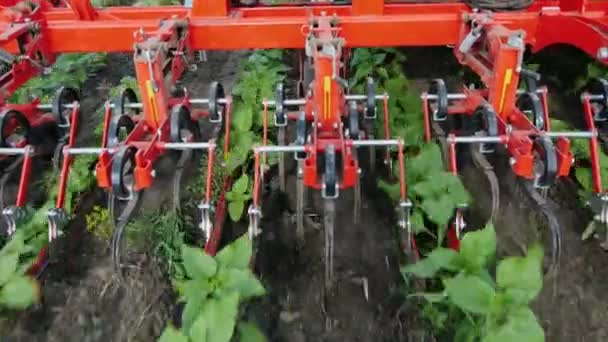 Het mechanisme snijdt het onkruid tussen de nette rijen van zonnebloem. Bovenaanzicht — Stockvideo