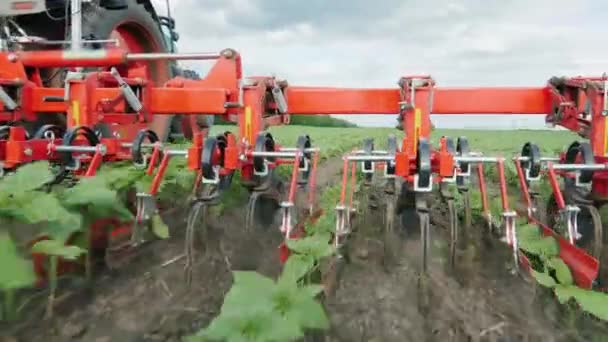 Agricultura biológica. Arado de trator remove ervas daninhas de brotos de girassol lisos — Vídeo de Stock