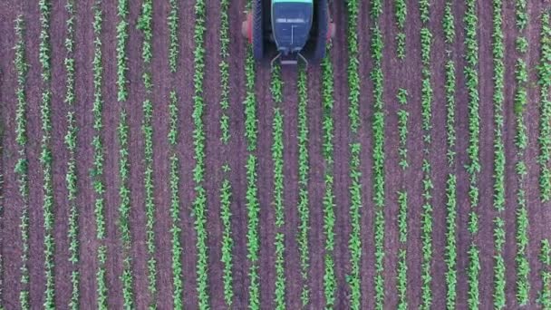 Der Traktor zieht den Ackerbauern an: Der schneidet das Unkraut. Luftaufnahme — Stockvideo