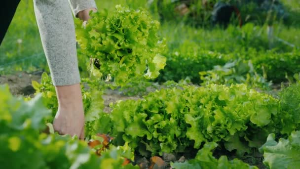 Mujer arranca lechuga fresca en el jardín — Vídeos de Stock