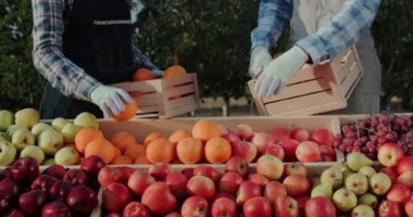 Tüccarlar çiftçi panayırının camına meyve sererler.