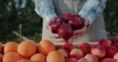 Çiftçi meyve tezgahının üzerinde birkaç büyük kırmızı elma tutar. Yerel çiftçilerden eşyalar