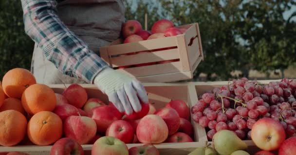 Bonden lägger mogna äpplen på bänken. Marknaden för jordbrukare och produkter från lokala producenter — Stockvideo