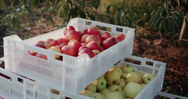 Bahçedeki bir ağacın altında toplanmış taze elmalarla dolu kutular meyve topluyor.