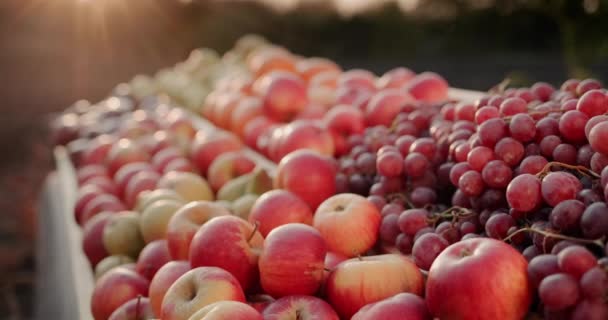 Pult se sezónním ovocem na farmářském trhu - jablka, hrušky a další — Stock video
