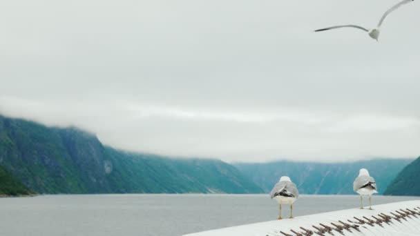 Algumas gaivotas a bordo do navio contra o pano de fundo de um fiorde pitoresco na Noruega. Cruzeiro fiorde — Vídeo de Stock