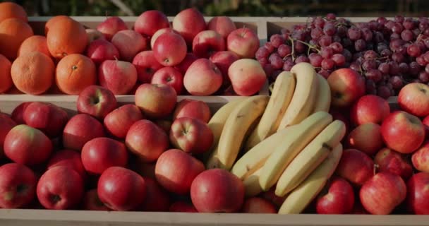 Κάτοψη: Ο πάγκος με τα φρούτα - μήλα, πορτοκάλια και μπανάνες. Φρούτα από τους ντόπιους αγρότες στην έκθεση — Αρχείο Βίντεο