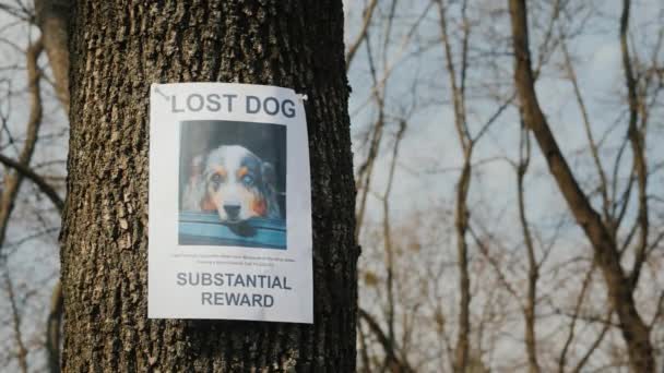 На дереві висить плакат про зникнення собаки австралійський пастух. — стокове відео