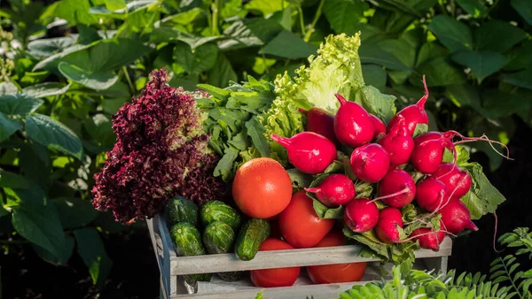 Um conjunto de vegetais frescos em uma caixa de madeira. Conceito de produtos orgânicos — Fotografia de Stock