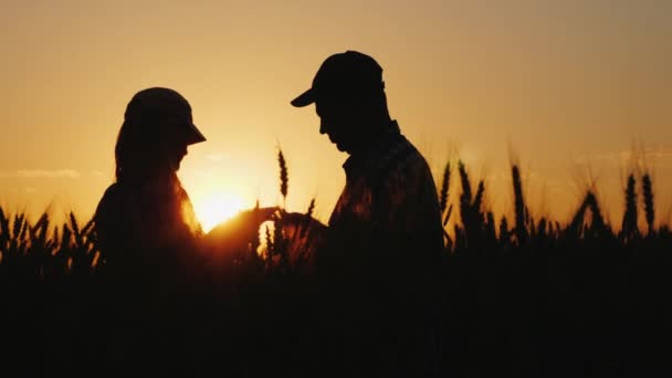 Siluetas de los agricultores en el campo de trigo, utilice la tableta — Vídeo de stock