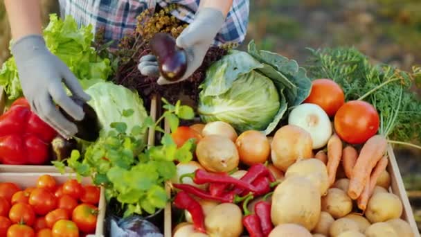 O vendedor no mercado de agricultores coloca vegetais no balcão — Vídeo de Stock