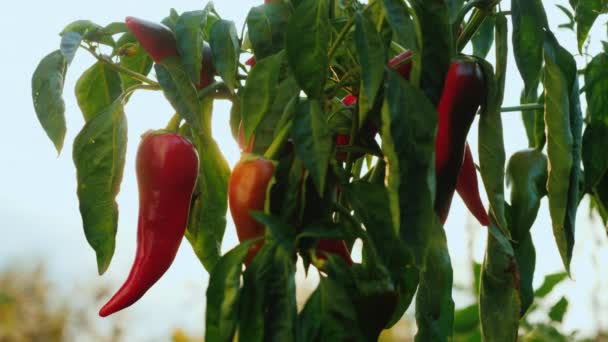 Solen skiner på frukten av varm peppar — Stockvideo